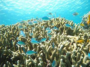 サンゴ礁