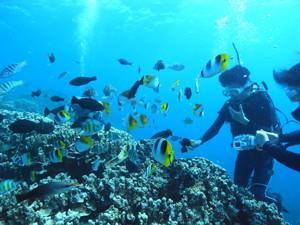 魚とのふれあい
