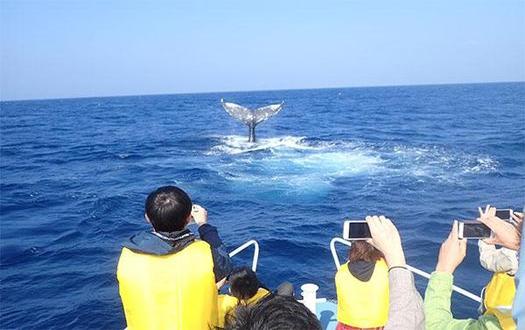 ホエールウォッチングイメージ