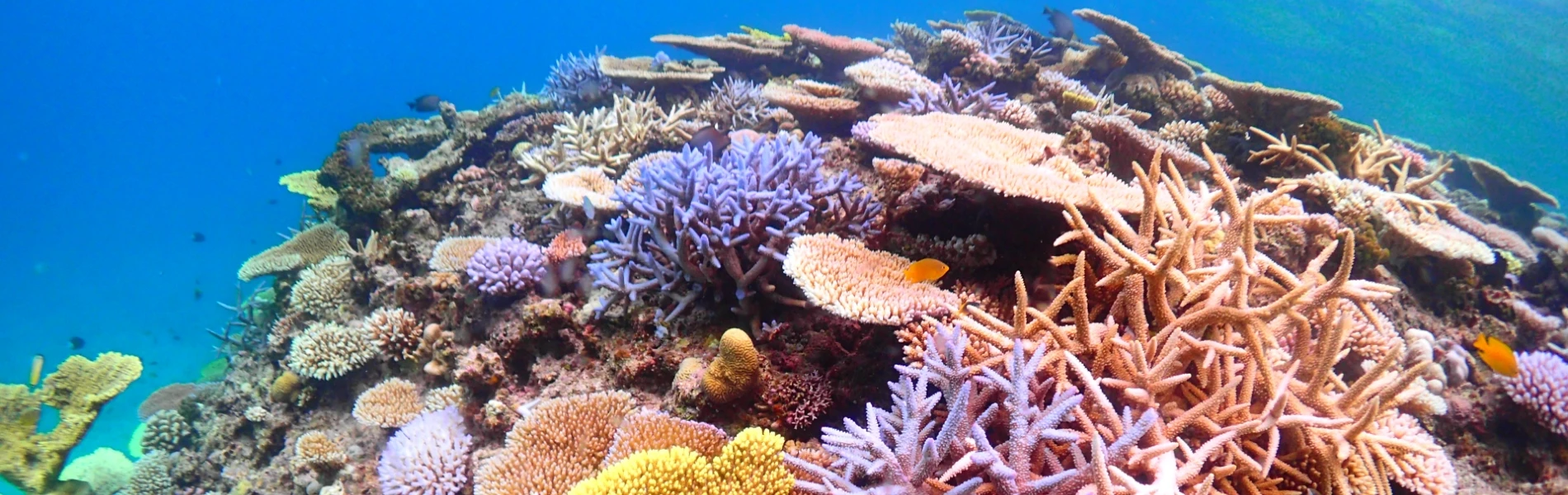 ダイビングショップから選ぶ