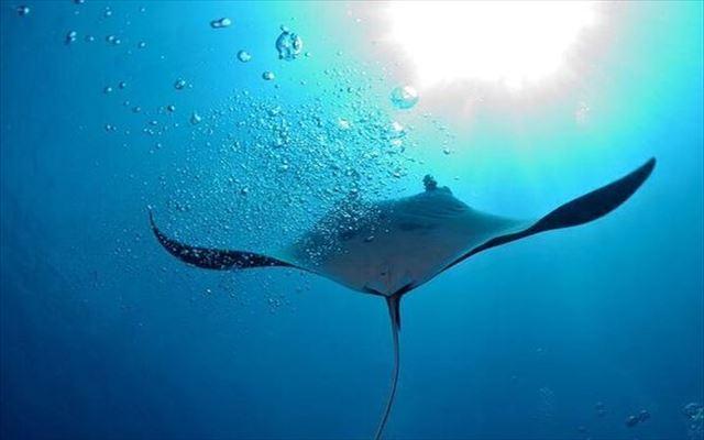 石垣島マンタダイビングツアー